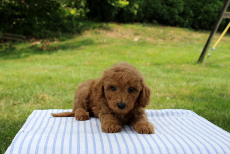 puppy, for, sale, Mini Goldendoodle F1B, Matthew B. Stoltzfus, dog, breeder, Gap, PA, dog-breeder, puppy-for-sale, forsale, nearby, find, puppyfind, locator, puppylocator, aca